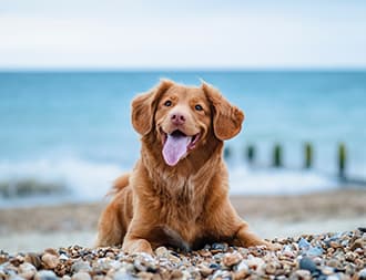 Pet Friendly Cottages